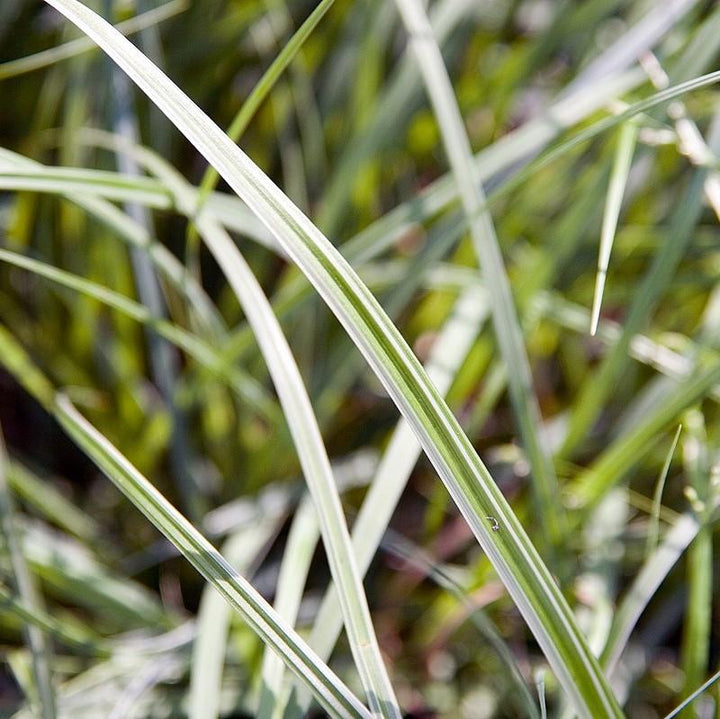 Carex morrowii 'Silver Sceptre' ~ Silver Septre Sedge