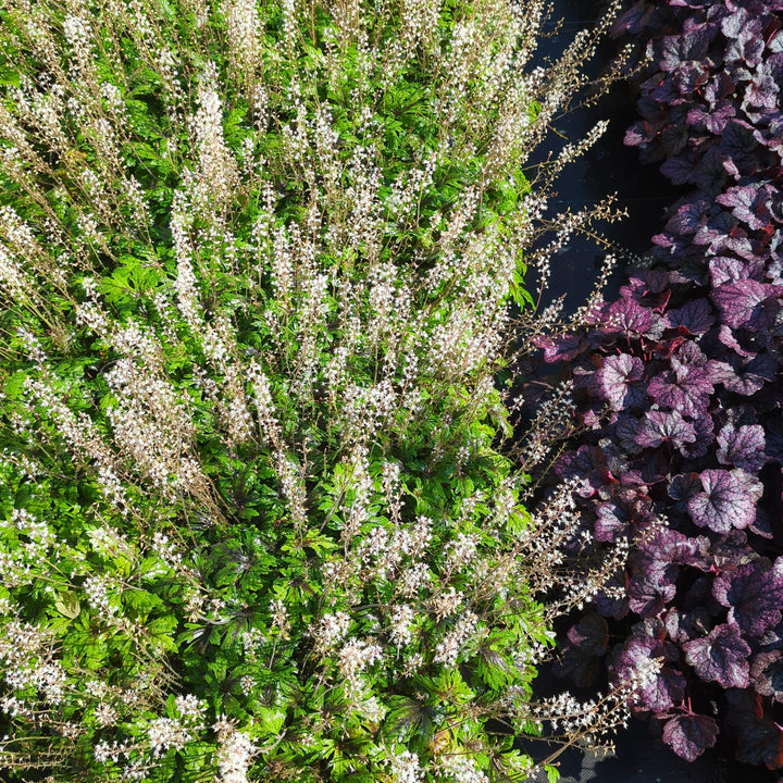 Tiarella x 'Timbuktu' ~ Timbuktu Foam Flower