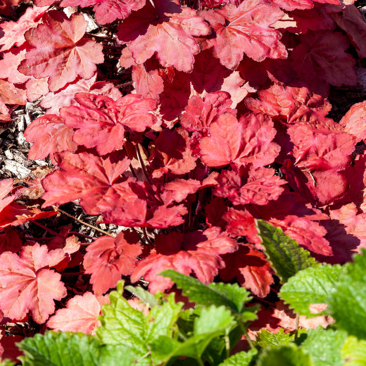 Heuchera 'Magma' ~ Magma Coral Bells