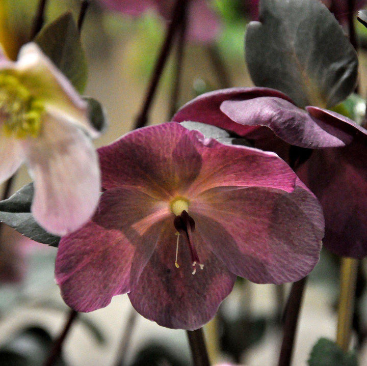 Helleborus x hybridus 'ABCRD02' ~ Frostkiss® Anna's Red Lenten Rose