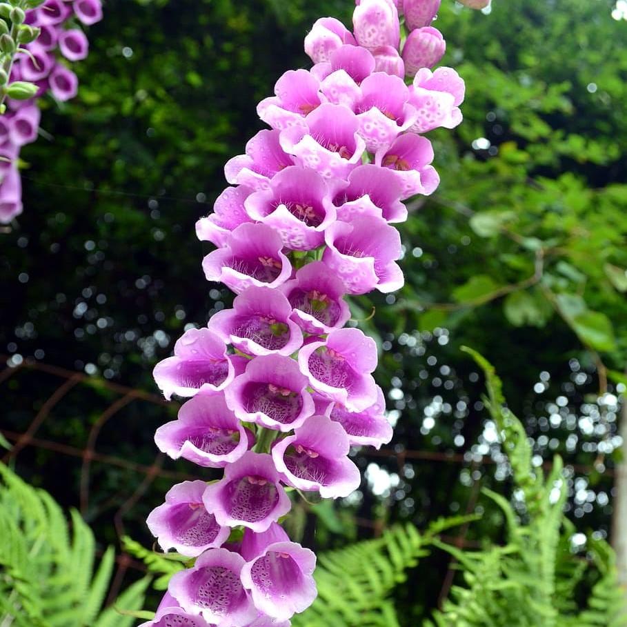 Digitalis purpurea 'Candy Mountain' ~ Candy Mountain Foxglove