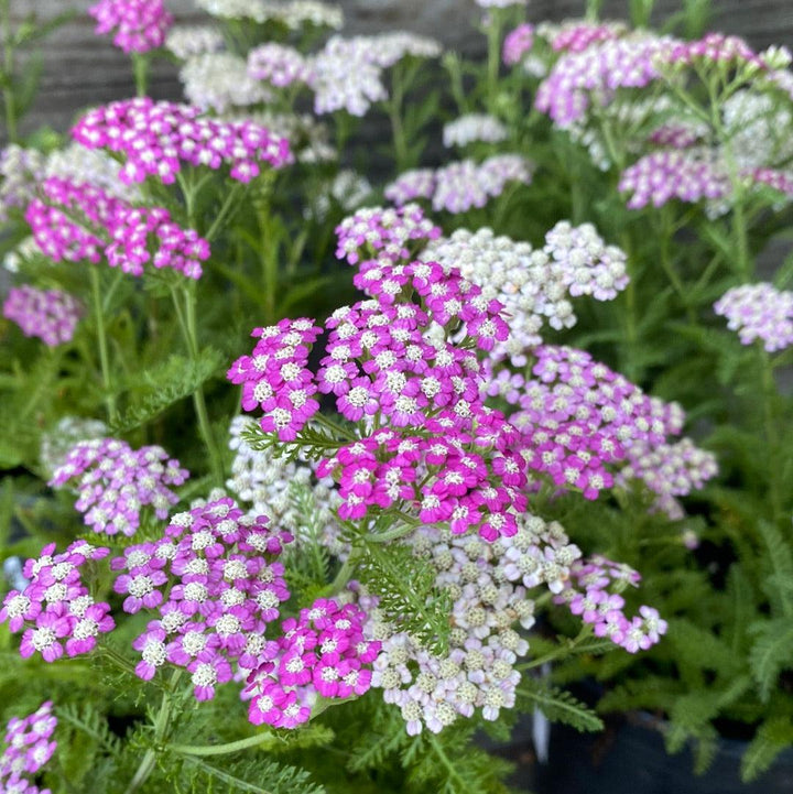 Achillea millefolium 'Oertel's Rose' ~ Oertel's Rose Yarrow