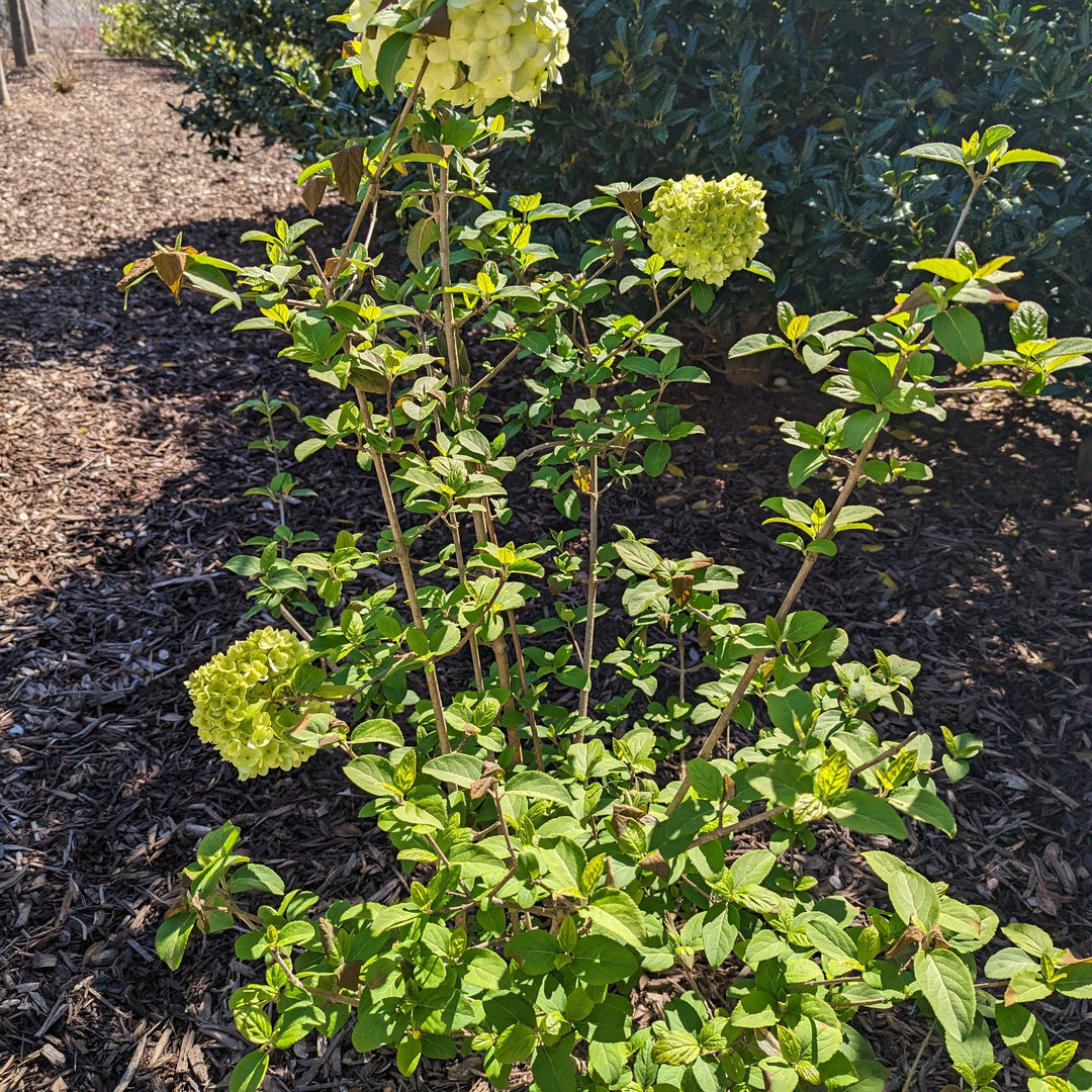 Viburnum macrocephalum 'Sterile' ~  Sterile Viburnum, Chinese Snowball