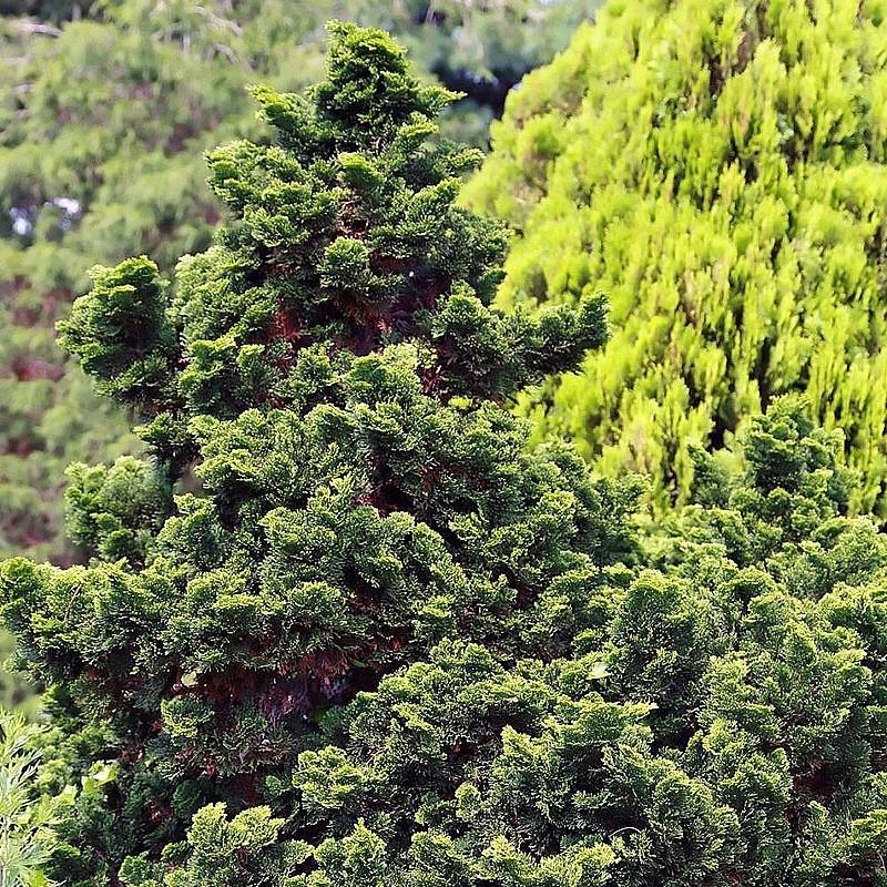 Chamaecyparis obtusa 'Nana Gracilis' ~ Nana Gracilis Hinoki Cypress