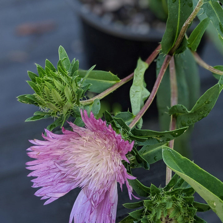 Stokesia laevis 'Colorwheel' ~ Colorwheel Stoke's Aster