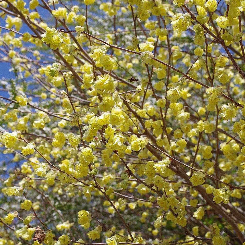 Corylopsis pauciflora ~ Winter Hazel