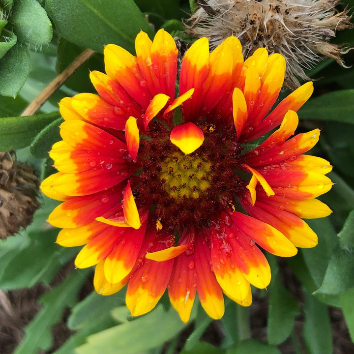 Gaillardia aristata 'Spintop Red Starburst' ~ Spintop™ Red Starburst Blanket Flower