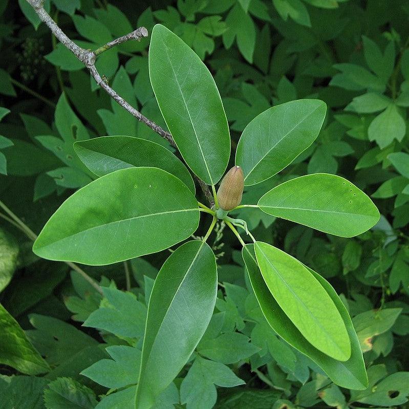 Magnolia virginiana ~ Magnolia de Bahía Dulce