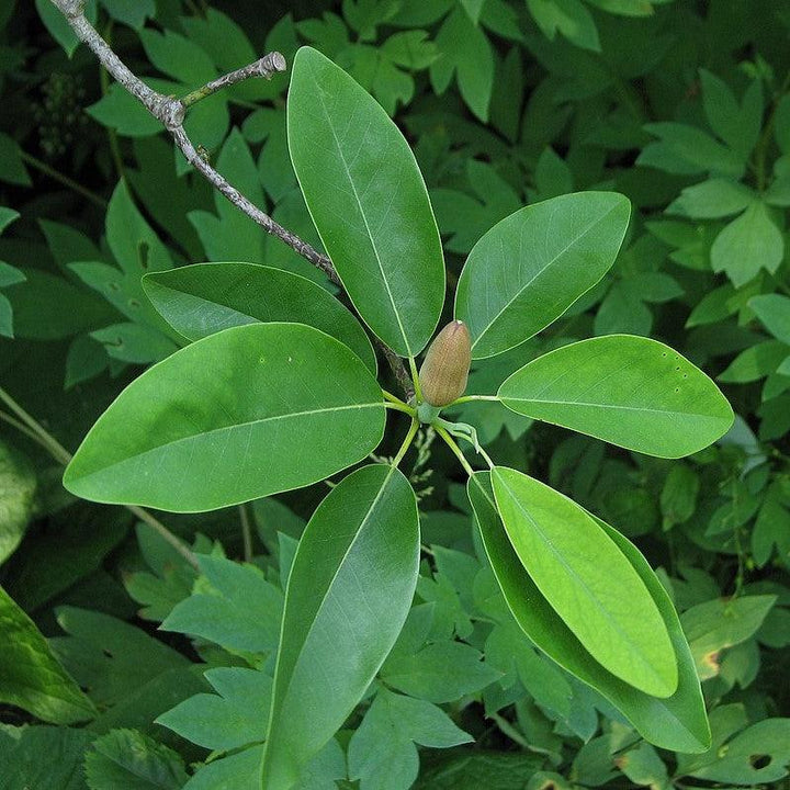 Magnolia virginiana ~ Sweet Bay Magnolia