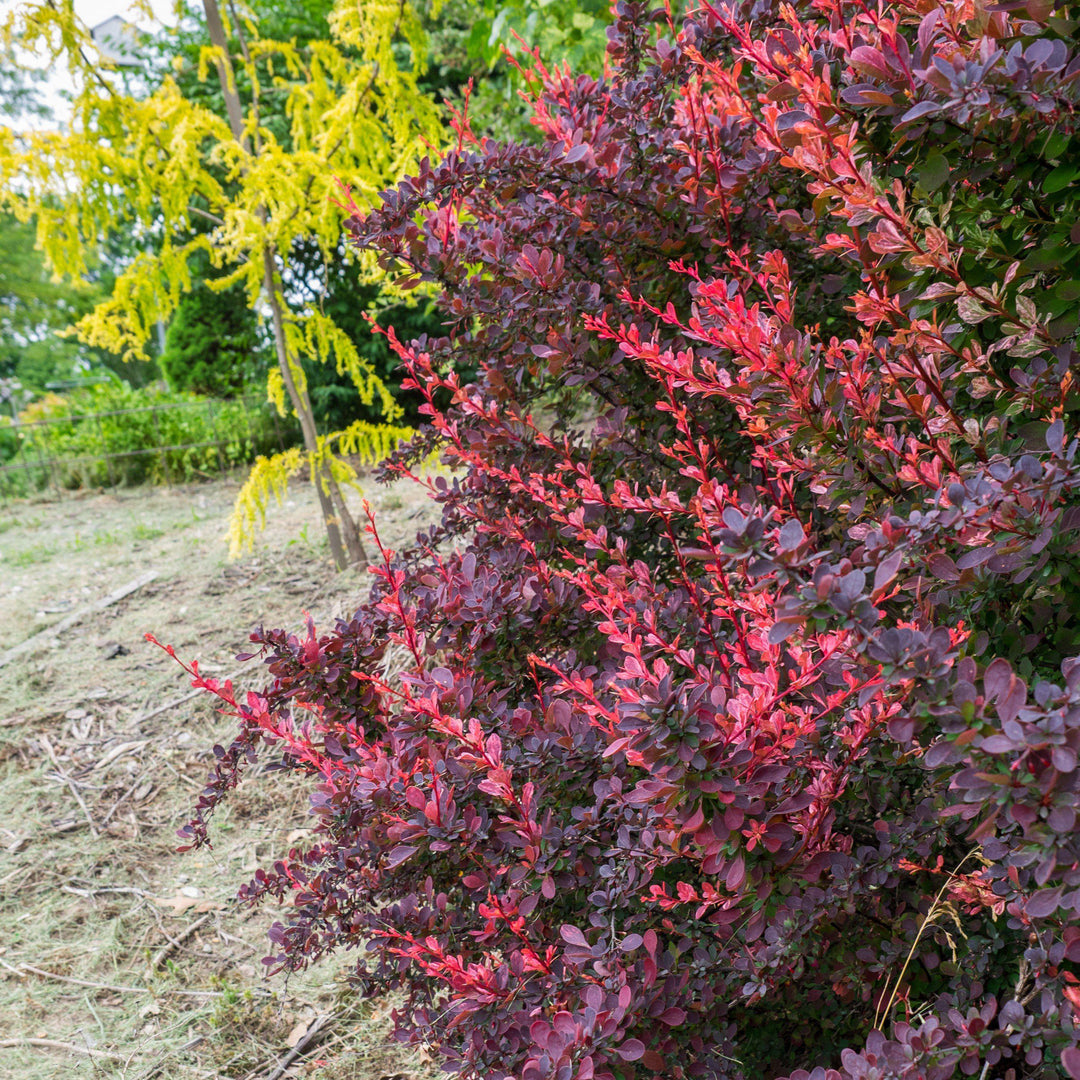 Berberis thunbergii 'Rose Glow' ~ Rose Glow Barberry