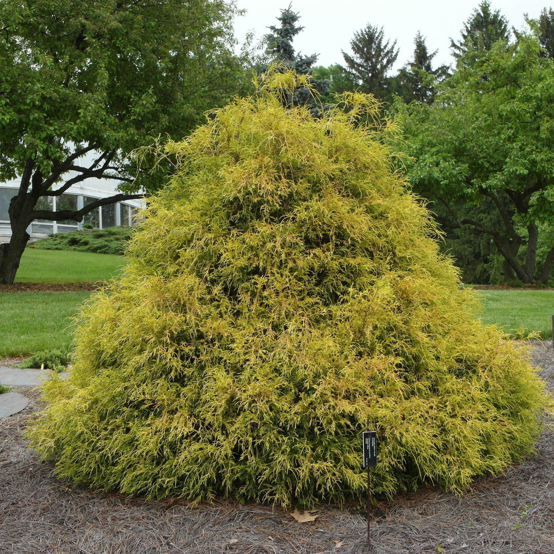 Chamaecyparis pisifera 'Golden Mop' ~ Golden Mop False Cypress