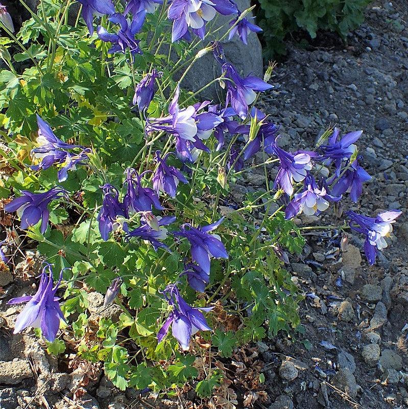 Aquilegia caerulea 'Deep Blue & White' ~ Kirigami™ Deep Blue & White Columbine
