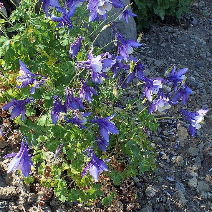Aquilegia caerulea 'Deep Blue & White' ~ Kirigami™ Deep Blue & White Columbine