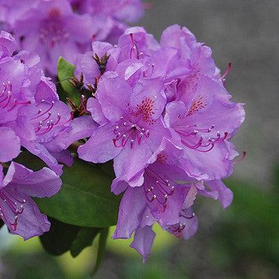 Rhododendron catawbiense 'Boursault' ~ Boursault Catawba Rhododendron