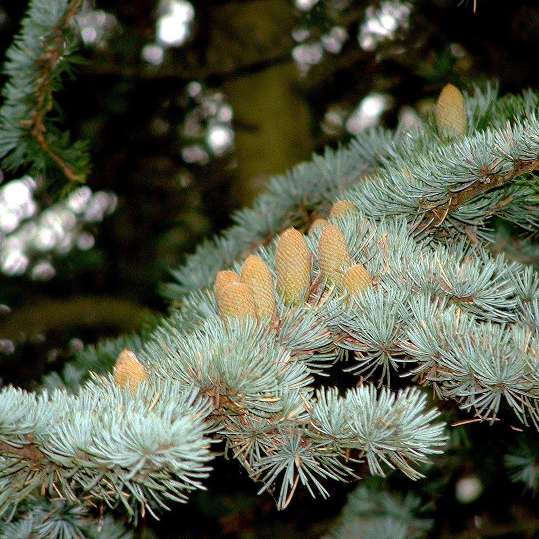 Cedrus atlantica 'Glauca' ~ Cedro del Atlas azul