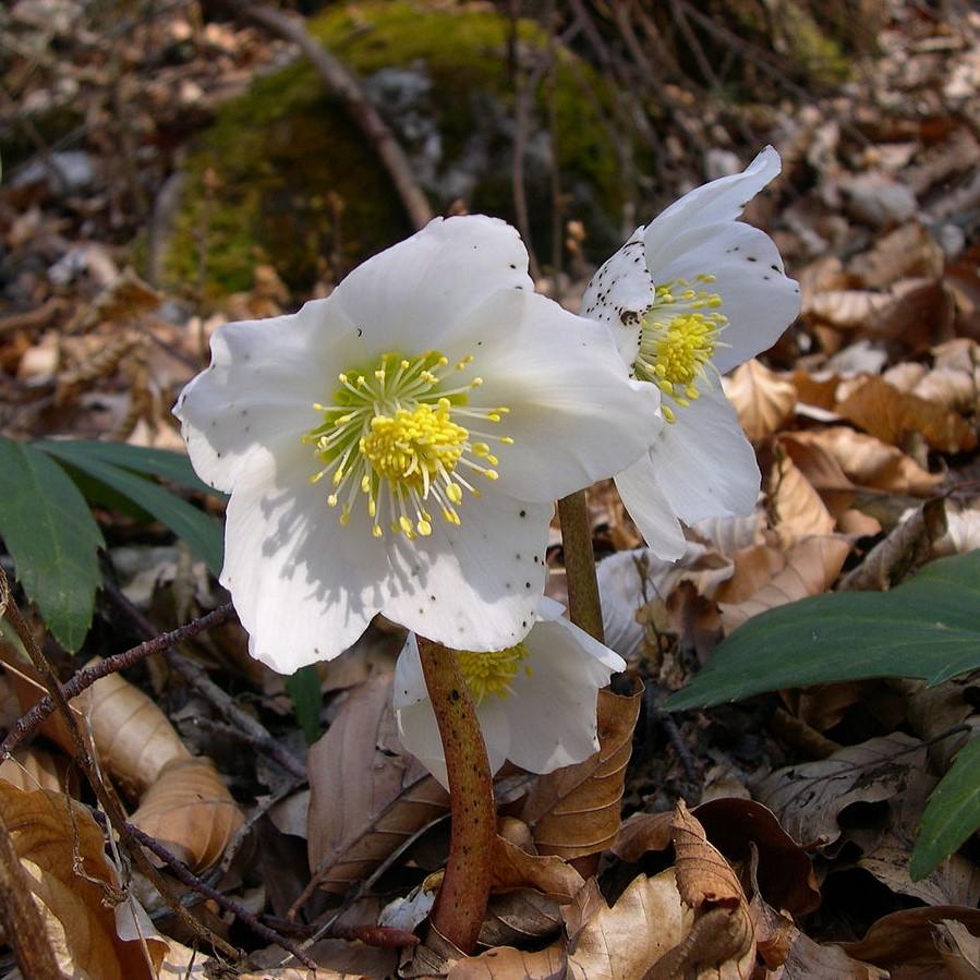 Helleborus niger 'HGC Jacob' PP17,799 ~ HGC® Jacob Christmas Rose