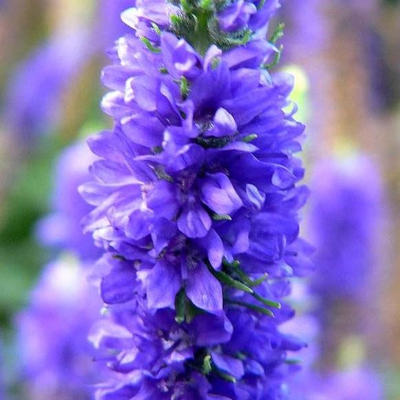 Veronica spicata 'Glory' ~ Royal Candles Speedwell