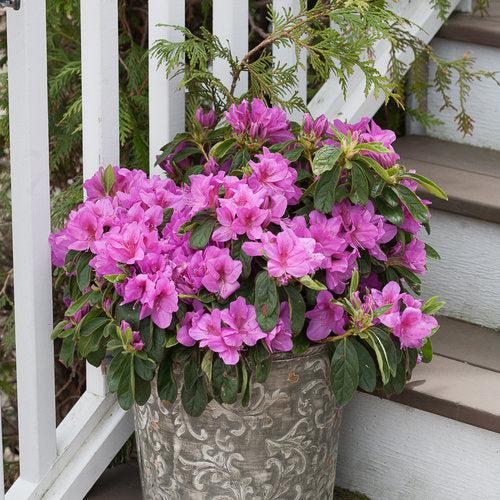 Rhododendron 'RLH1-4P19' ~ Bloom-A-Thon® Lavender Azalea