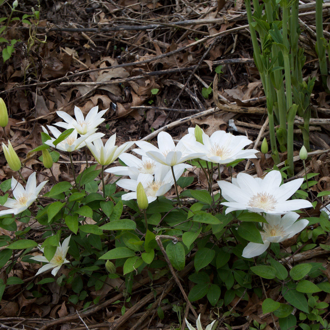 Clematis 'Henryi' ~ Henryi Clematis