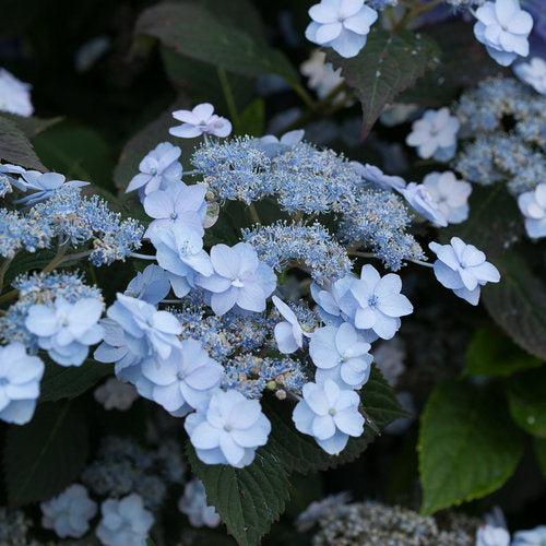 Hydrangea serrata 'MAKD' ~ Tiny Tuff Stuff™ Hydrangea