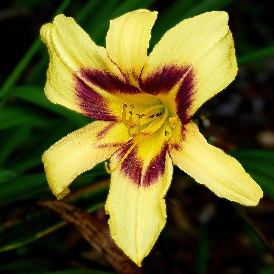 Hemerocallis 'Bonanza' ~ Bonanza Daylily