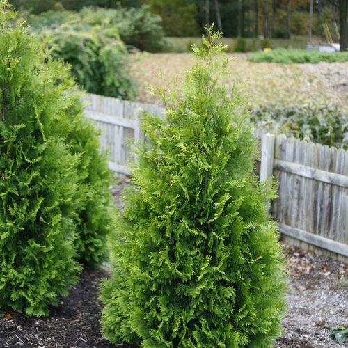 Thuja occidentalis 'SMTOYB' ~ Polar Gold® Arborvitae