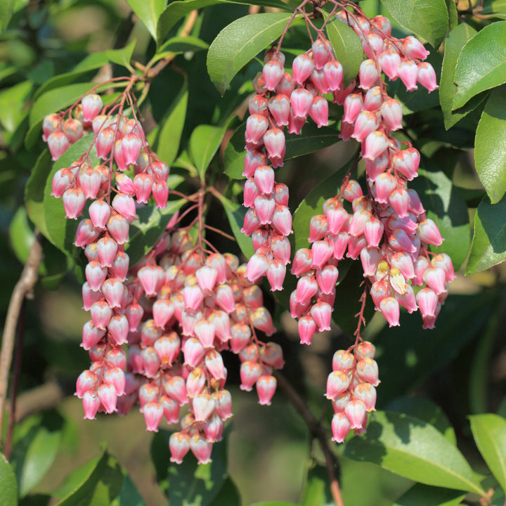 Pieris japonica 'Katsura' ~ Katsura Pieris