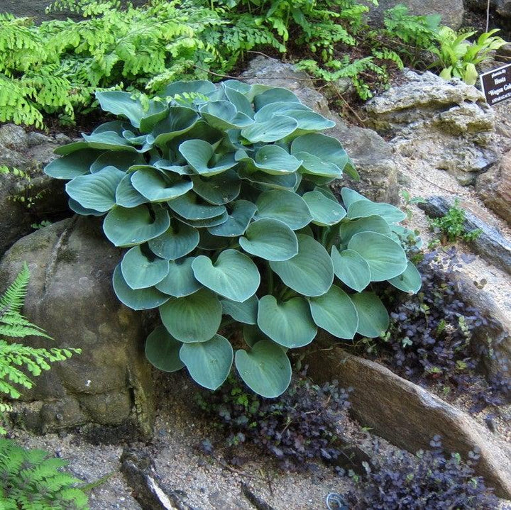 Hosta 'Blue Mouse Ears' ~ Blue Mouse Ears Hosta