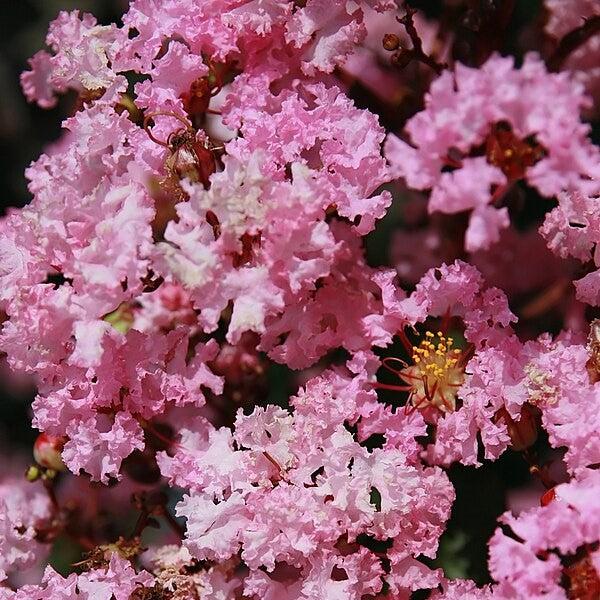 Lagerstroemia 'Whit VIII' ~  Play It Again® Rhapsody in Pink® Crape Myrtle