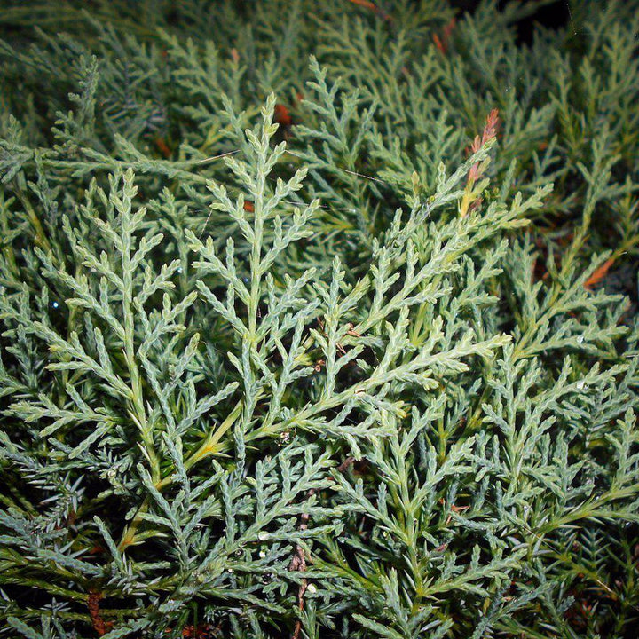 Juniperus virginiana 'Grey Owl' ~ Grey Owl Juniper