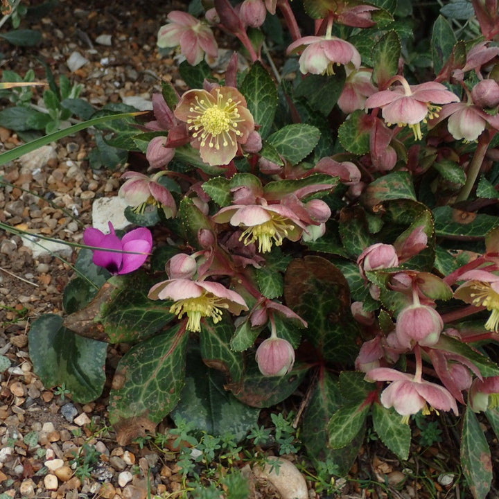 Helleborus x hybridus 'RD09' ~ FrostKiss™ Pippa's Purple Lenten Rose