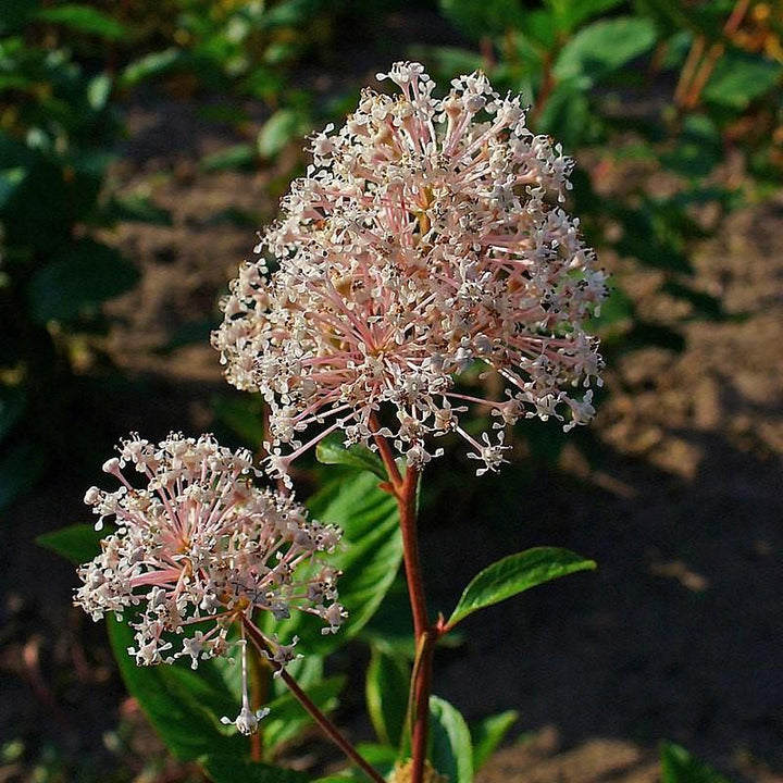 Ceanothus americanus ~ Té de Nueva Jersey