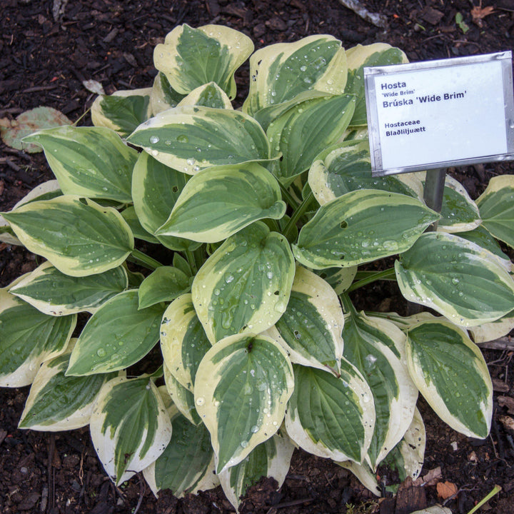 Hosta x 'Wide Brim' ~ Wide Brim Hosta