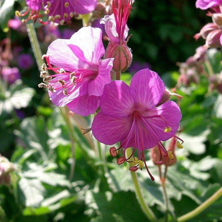 Geranium macrorrhizum 'Bevan's Variety' ~ Bevan's Variety Bigroot Cranesbill