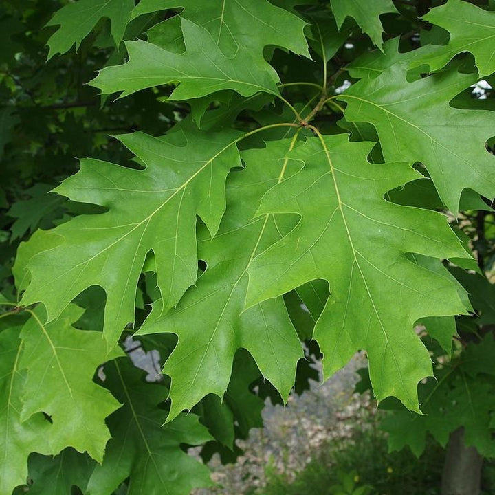 Quercus rubra ~ Northern Red Oak