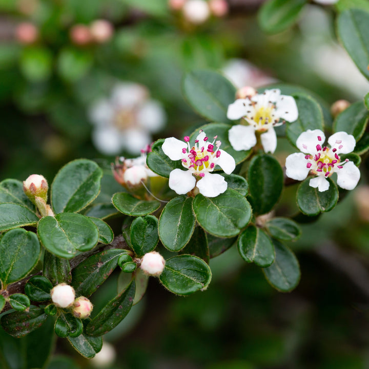 Cotoneaster salicifolius 'Líder Escarlata' ~ Líder Escarlata Cottoneaster 