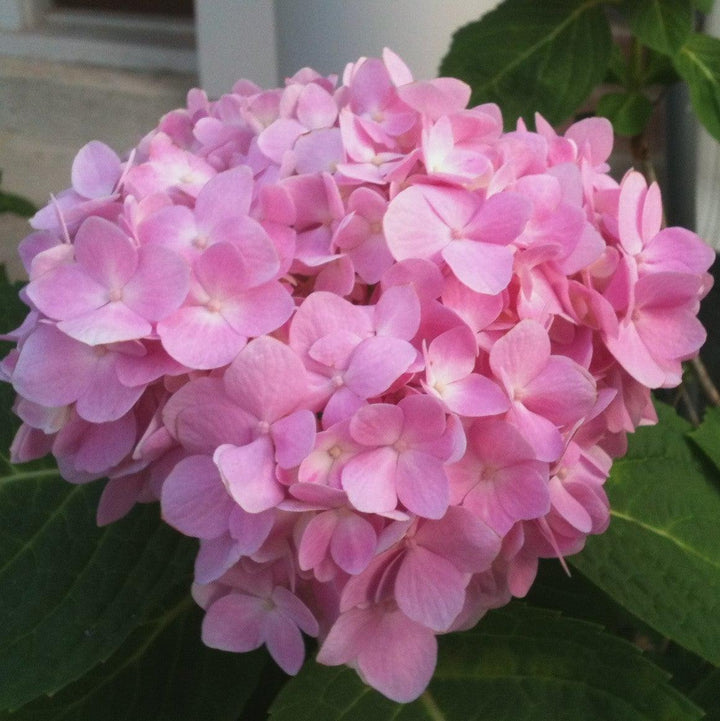 Hydrangea macrophylla 'Bailmer' ~ Endless Summer® La hortensia original