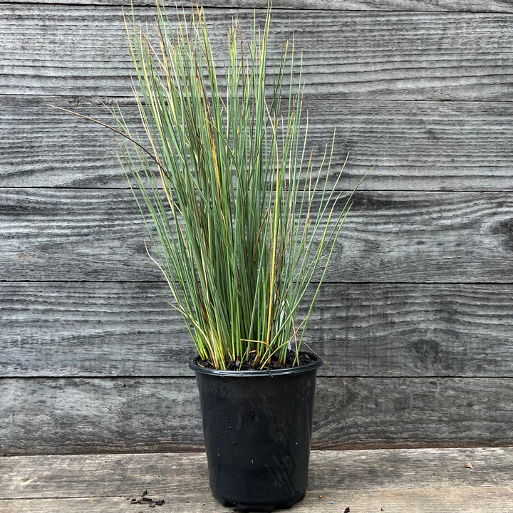 Juncus inflexus 'Flechas azules' ~ Flechas azules Rush