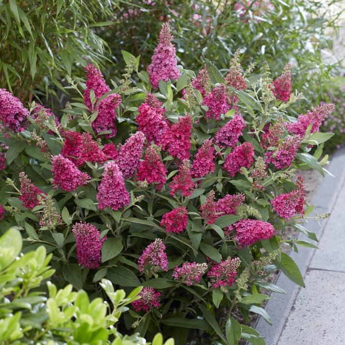 Buddleia davidii 'BotEx 006' PP34500 ~ Arbusto de mariposa Butterfly Candy™ Li'l Raspberry™