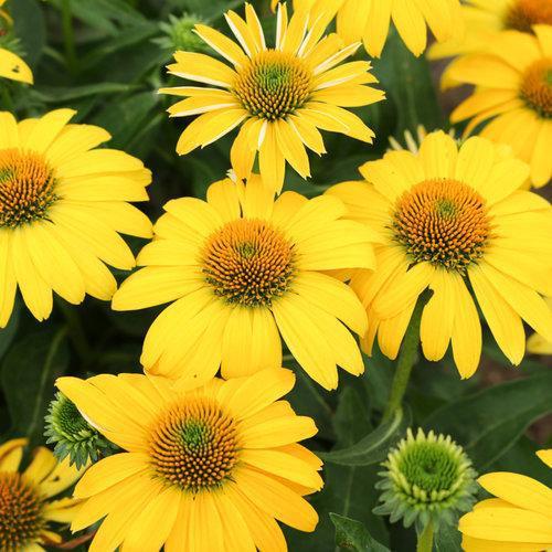 Echinacea x 'Balsomemyim' ~ Sombrero® Lemon Yellow Improved Coneflower