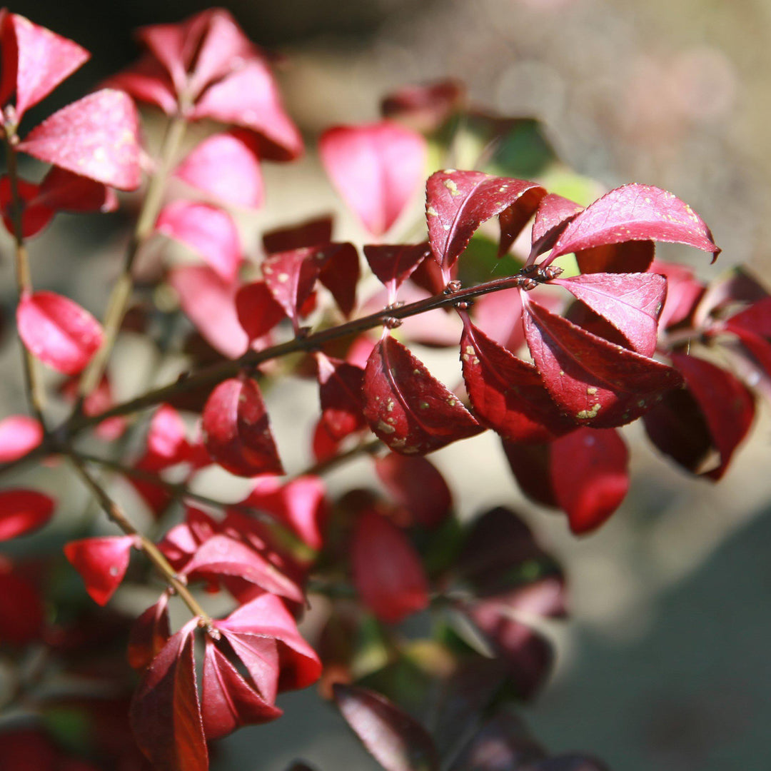 Euonymus alatus 'Compactus' ~ Zarza ardiente enana