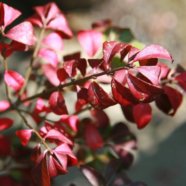 Euonymus alatus 'Compactus' ~ Dwarf Burning Bush