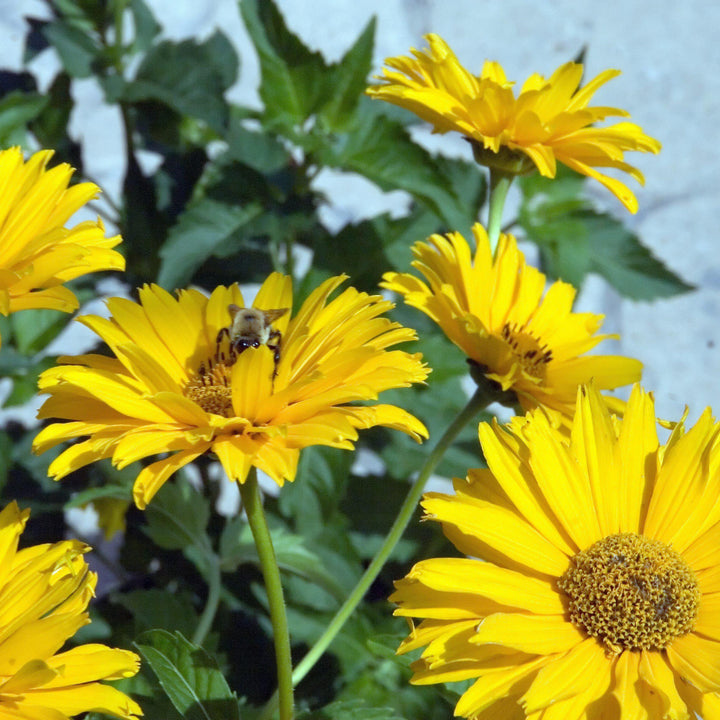 Heliopsis helianthoides var. scabra 'Sommersonne' ~ Summer Sun False Sunflower