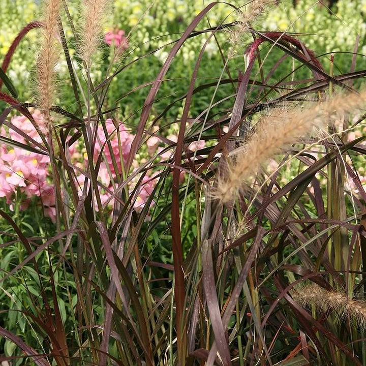 Pennisetum setaceum 'Rubrum' ~ Graceful Grasses® Purple Fountain Grass, Red Fountain Grass