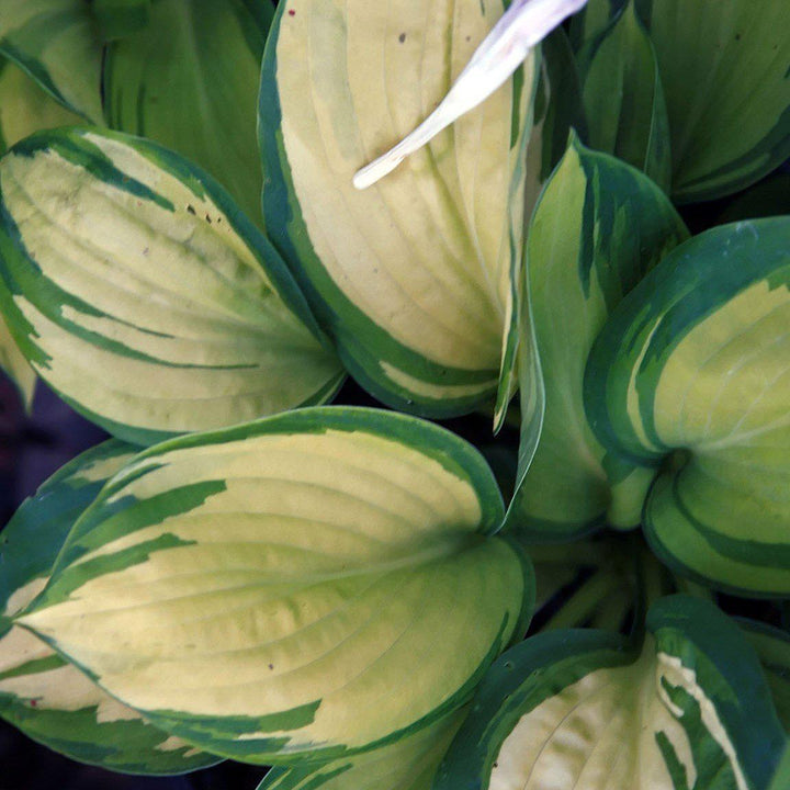 Hosta 'Great Expectations' ~ Great Expectations Hosta