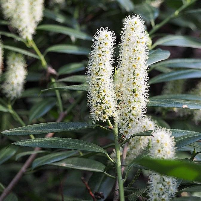 Prunus laurocerasus 'Schipkaensis' ~ Skip Laurel de la costa oeste, Schipkaensis