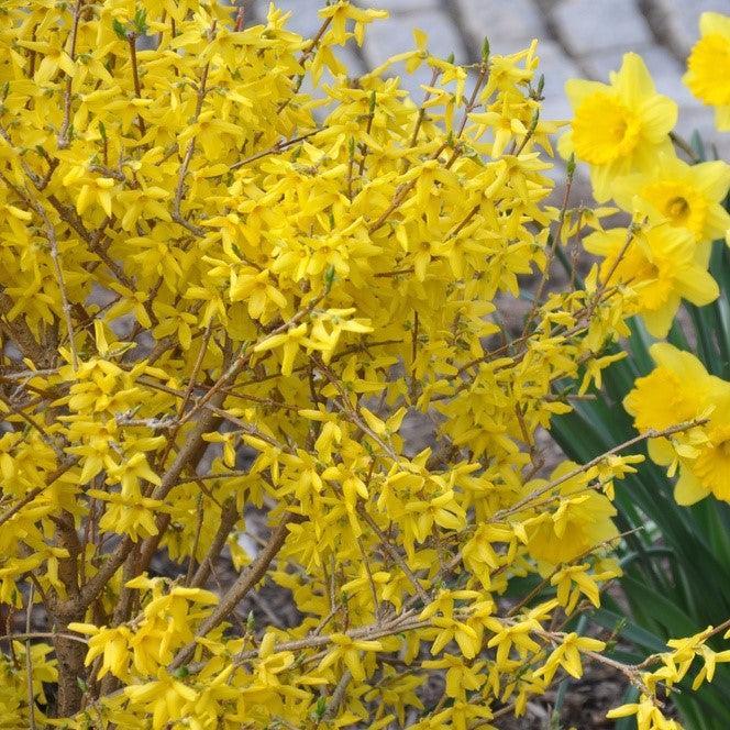Forsythia x intermedia 'Kolgold' ~ Magical® Gold Forsythia