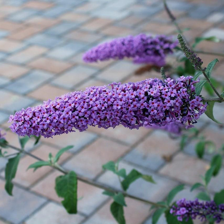 Buddleia x 'Podaras #8' ~ Flutterby Petite® Blue Heaven Butterfly Bush