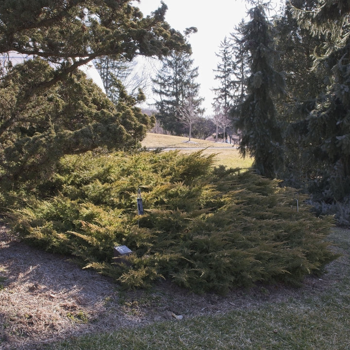 Juniperus x media 'Daub's Frosted' ~ Daub's Frosted Pfitzer Juniper