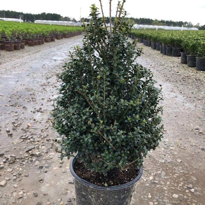 Ilex crenata 'Steeds' ~ Steeds Upright Japanese Holly – JTSOP Farms